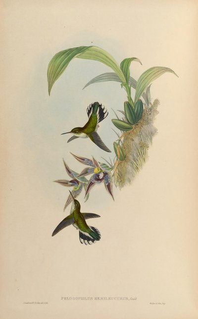 Phlogophilus hemileucurus on Paphinia cristata (orchid) by John Gould